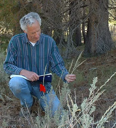 UC Davis ecologist Rick Karban examining sagebrush at his research site, east of the Sierra Nevada Mountain Range.