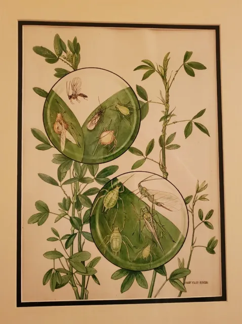 Fig. 9. This painting was for Harry Lange to illustrate a proposed book on insects infesting California crops. Harry thought that the insect appeared too small when painted at the same scale as the plant. The problem was resolved by superimposing an enlarged “looking glass” view of the insect. Ellen Lange photo.