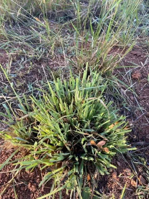 Broomsedge following burning and grazing (June 1 photo).