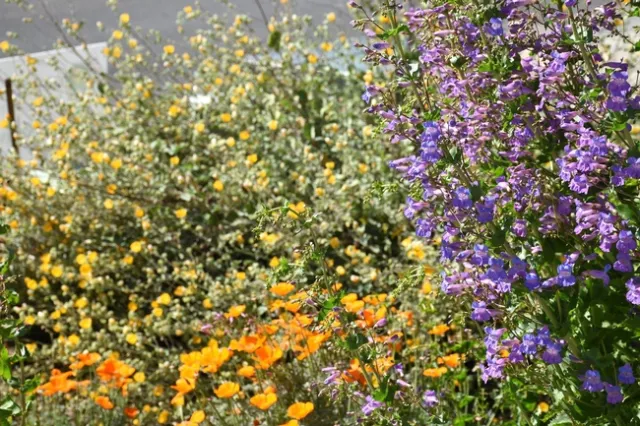 Photo by Vincent Bellino, California Native Plant Society