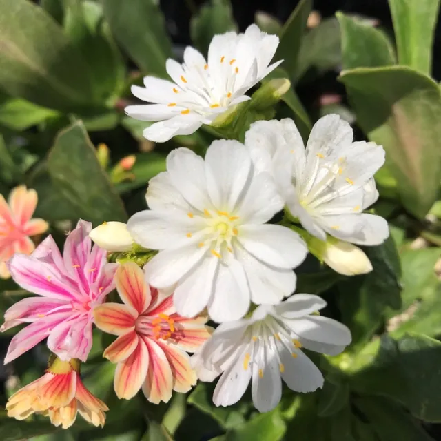 Photo by Andrea Peck