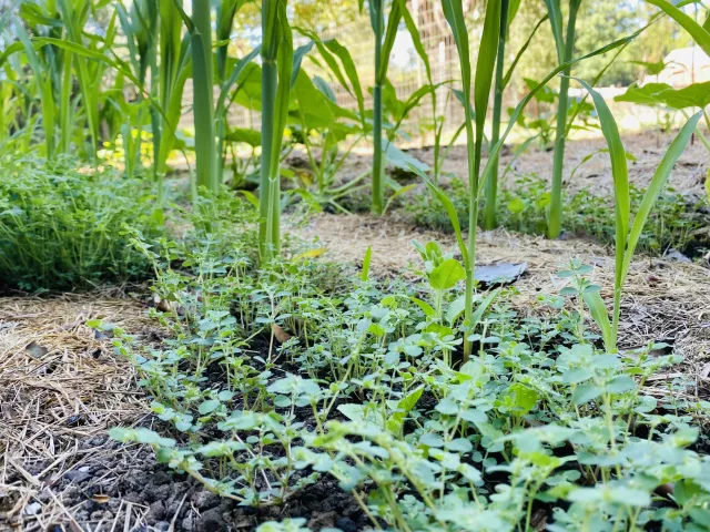 Apply mulch around your garden beds and pull young weeds before they can become established in your vegetable garden. Photo credit: Lauren Snowden