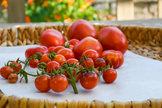 Freshly harvested tomatoes should be stored at room temperature (65°–70°F) and away from direct sunlight (see Group 4). Photo credit: Jovina Buscagan