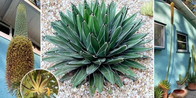 Agave victoriae-reginae (Queen Victoria Agave)