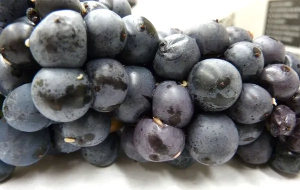 spotted wing drosophila blueberry