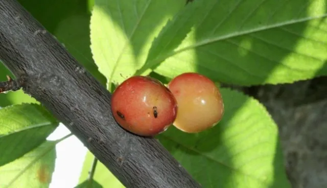 SpottedWingDrosophilaLayingEggs-850x491