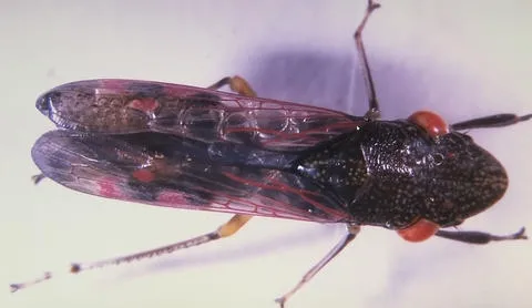 glassy winged sharpshooter