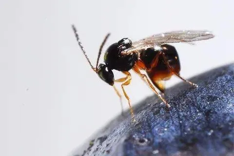 beneficial wasp G. brasiliensis Daane
