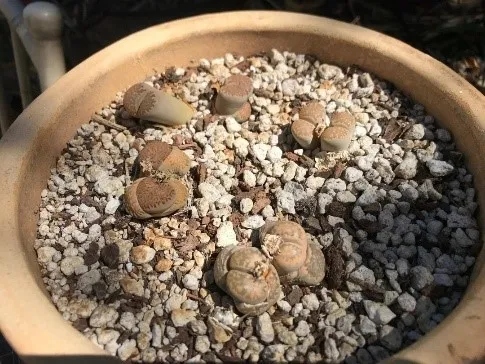 Lithops - photos by Sharon Leos with permission