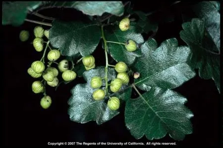 Pacific poison oak with frui