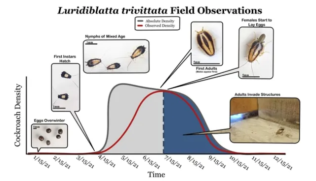 Figure 3. Graph showing three-lined cockroach density at very low density until mid April then increasing exponentially, remaining high until mid-September, then decreasing until almost zero by mid-October. The life cycle is illustrated with eggs overwintering until the first instars hatch in early April, nymphs of mixed age then male adults appear in mid-July. The female adults appear next then start to lay eggs in late July. The adults invade structures in August.