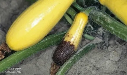 photo by Maggie Kolk