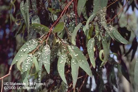 Leaves of a river red gum eucalyptus tree covered with redgum lerp psyllids. The white growths are the “lerp” produced by the immature (nymph) stage of the insect. [Credit: Jack Kelly Clark]