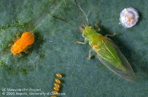 Adult, late-instar nymph, eggs, and the whitish cover of a nymph of eucalyptus redgum lerp psyllid. [Credit: Jack Kelly Clark]