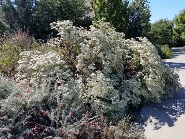 Giant Buckwheat in bloom, Jeanette Alosi