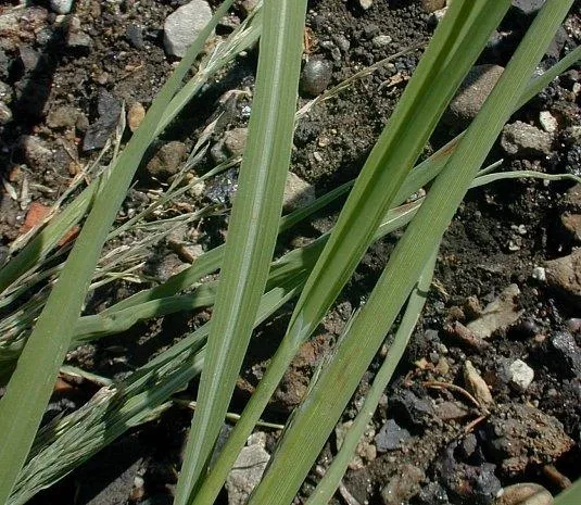 Figure 2. White midvein on sprangletop leaf.