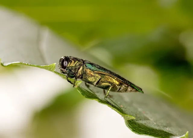 Emerald ash borer on a leaf. Photo by Stephen Ausmus, USDA.