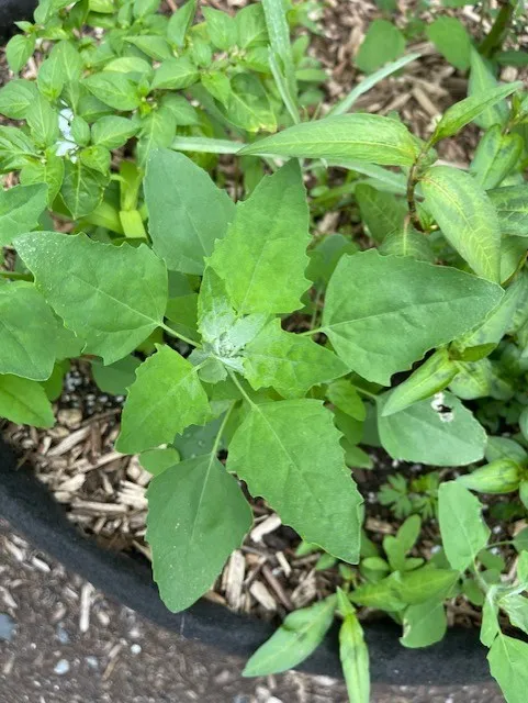 Lamb's quarters, and Vietnamese coriander rau ram