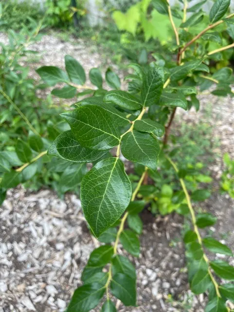 highbusy blueberry vaccinium corymbosum