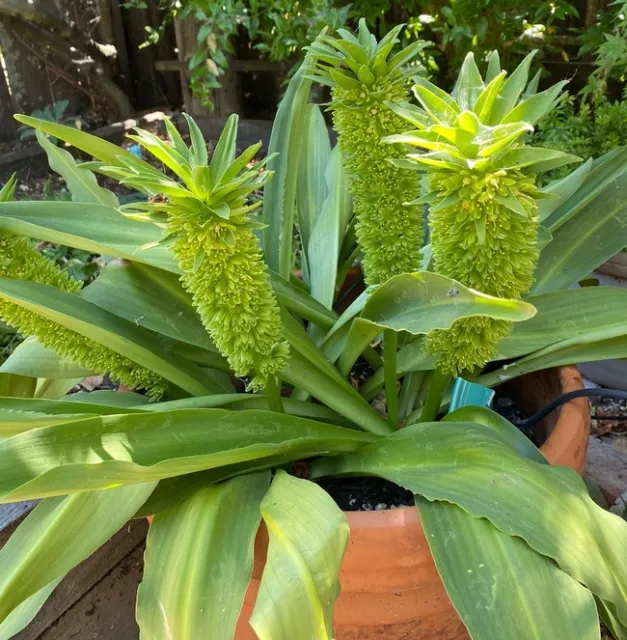 photos by Melissa Sandoval