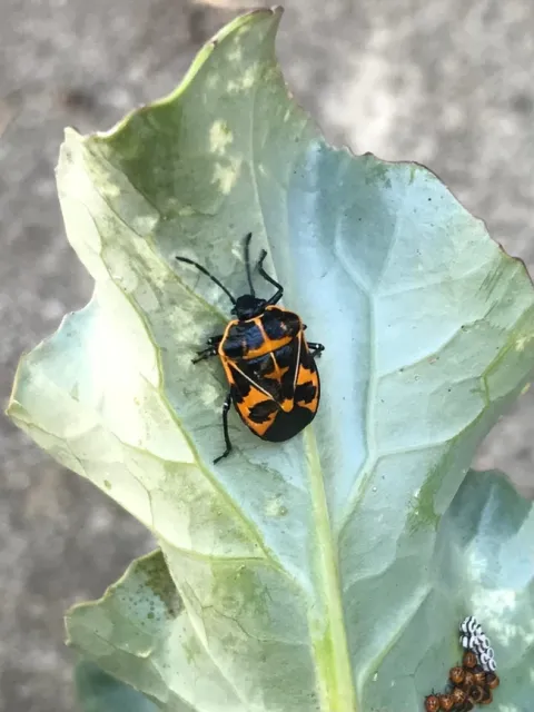 Harlequin Bug. photos by Karen Metz