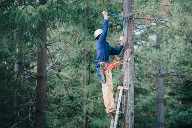 While standing on a ladder, Rob York cuts a small limb off a tree
