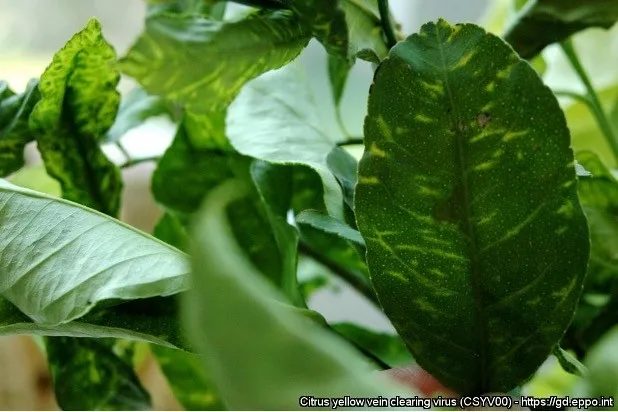 citrus yellow vein clearing virus