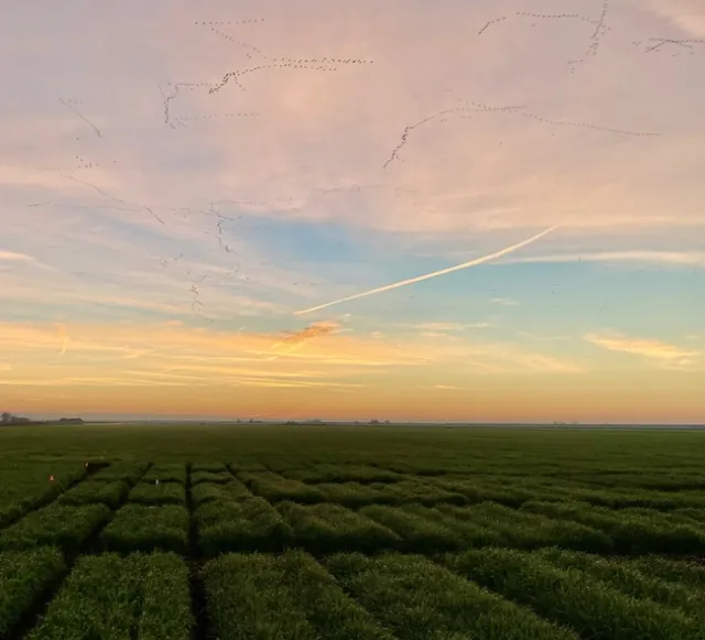 field trial at sunset