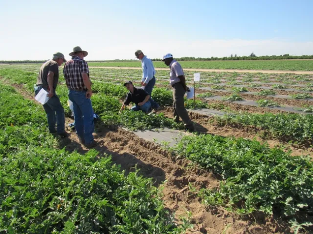 Zheng Wang crouches in a field of watermelon, talking with growers