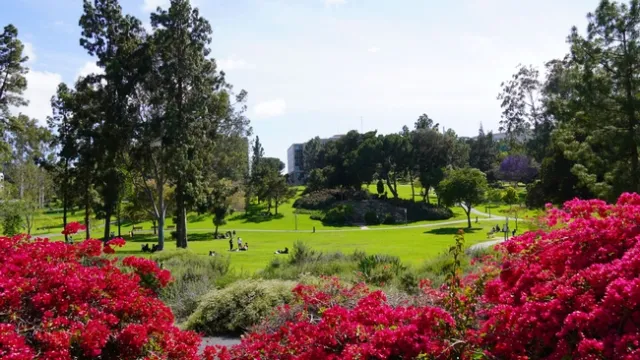 En el campus de UC Irvine hay una diversidad de especies de árboles. Fotografía por Randall Oliver, UC IPM