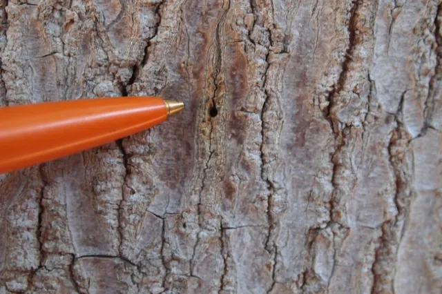 Fíjese si el árbol tiene orificios de entrada de los escarabajos, como se aprecia en esta rama de un árbol de aguacates. Fotografía por Akif Eskalen, UC Davis.