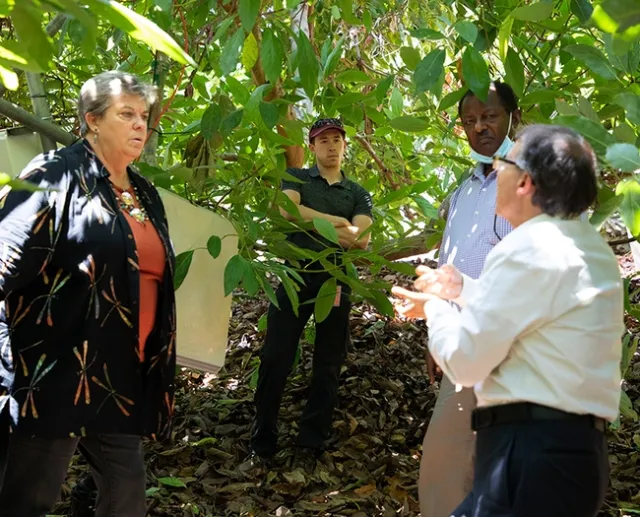 The four people stand in the shade of avocado trees.