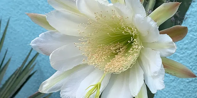 Night Blooming Cereus