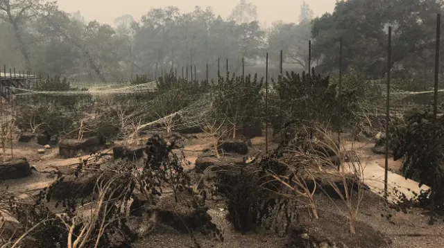 Scorched and charred cannabis plants amid trellis stakes.