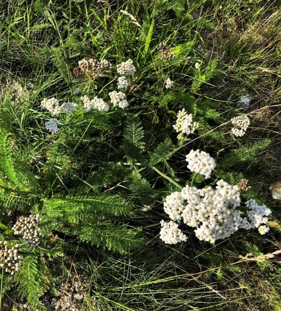 Yarrow Foliage