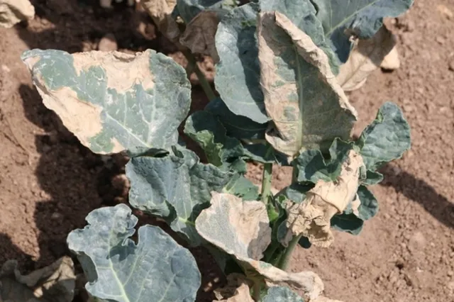 Figure 2. Heat damage on broccoli leaves