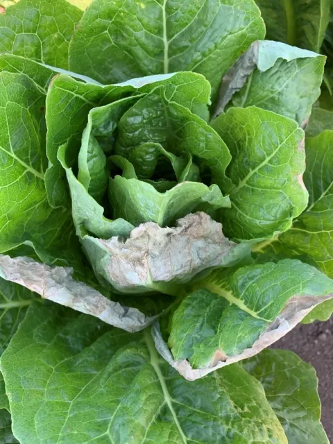 Figure 3. Burning along the edges of leaves on romaine