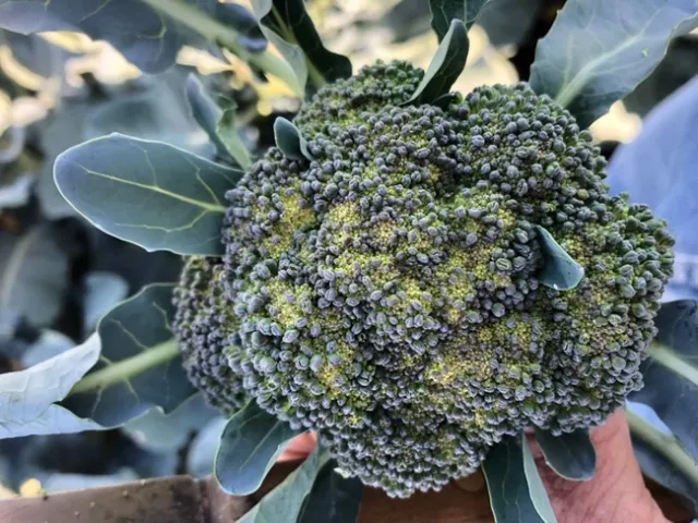 Figure 4. Heat stress during the development of the broccoli heads can result in uneven bead sizes when heads mature.