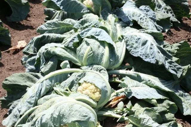 Figure 5. Insufficient soil moisture during hot periods can lead to severe wilting of cool season vegetables such as cauliflower.