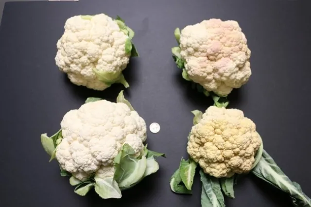 Figure 6. Sun exposure during a period of wilting in cauliflower can cause discoloration and sunburning of curds.