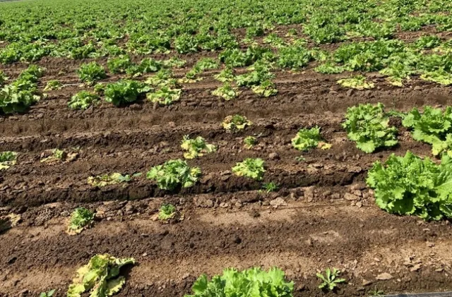 Figure 7. Pythium wilt infection in lettuce set off by excessive heat.
