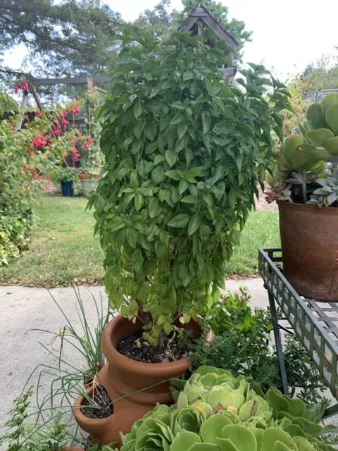 Everleaf Emerald Towers Basil. photos by Ruth Clawson