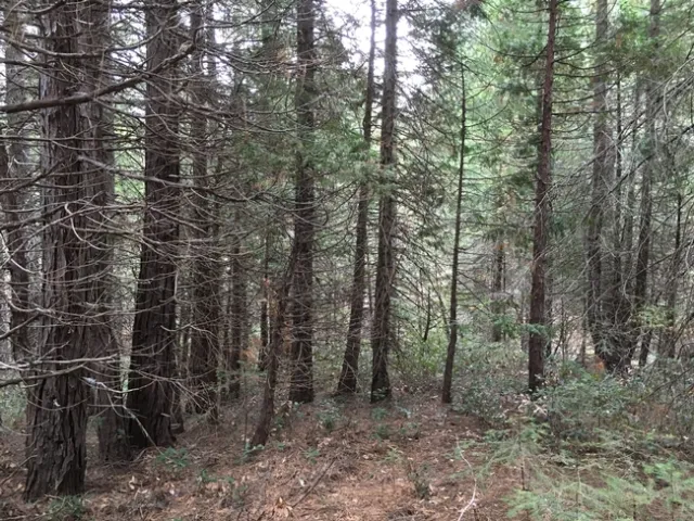 Dense forest growth (3)