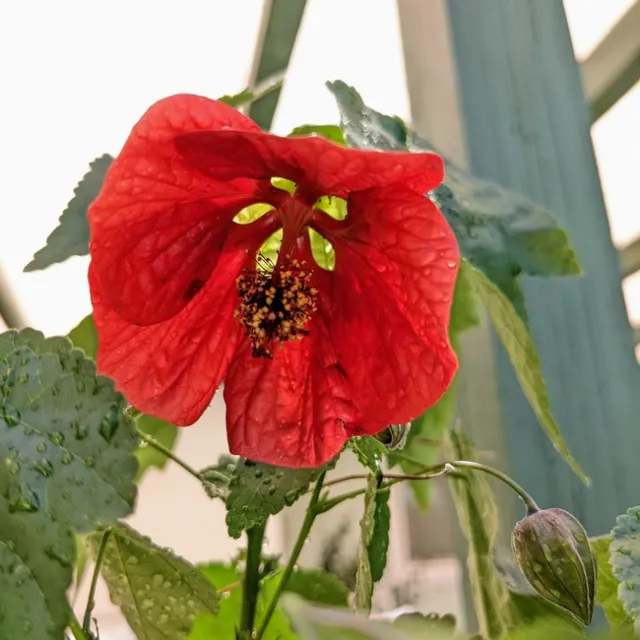 A pendulous, red inflorescence of an abutilon.