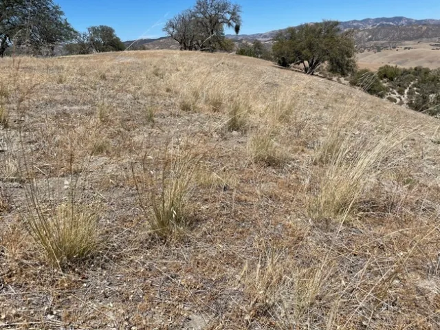 Fig3 Grazed plot with purple needlegrass