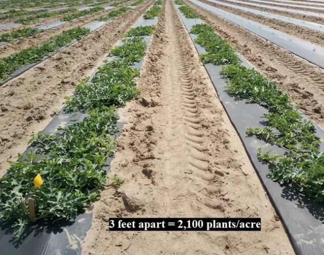 Watermelons planted under 3 feet apart