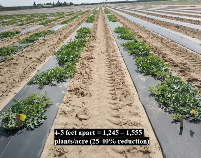 Watermelons under 4-5 feet apart