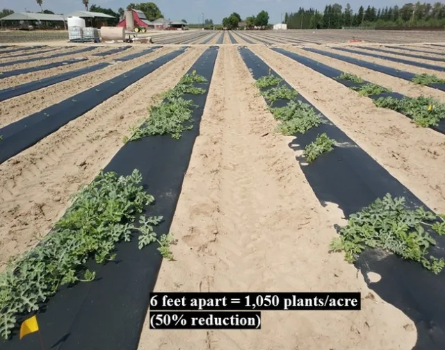 Watermelons planted under 6 feet apart