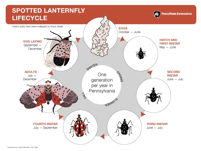 Spotted lanternfly lifecycle illustrated by Oolleen Witowskie, Penn State