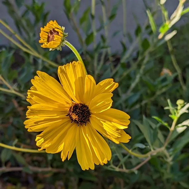 Brittlebush (Encelia farinosa) is a late bloomer.